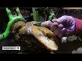 EXTRACTING NAILS from COW's HOOVES ... Hoof GP COMPILATION!