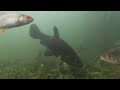 Perch, Roach and Tench filmed underwater with gopro