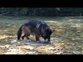 JALUDOWIG Hunde Video - Das Gebell