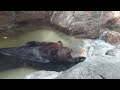 水浴びするエゾヒグマ　上野動物園にて2024年3月20日撮影
