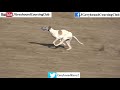 Greyhound chases real rabbit