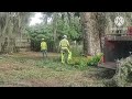 Giant DANGEROUS Oaks Removed from our property 6.27.24