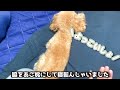 子なし夫婦と犬の家族3人で過ごす夜の日常の一部です【トイプードル】【タイニープードル】