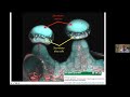 Exploring the fascinating development of cannabinoid-producing trichomes -  Zamir Punja, PhD