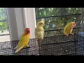 Baby cockatiel is always away from African love birds