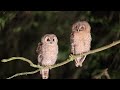 Tawny Owls at night