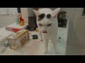 【猫Vlog】病み上がりの夫婦に甘える猫達の様子が可愛い