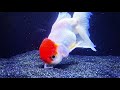 What Is The BEST Substrate For Goldfish?