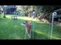 Teach Your Dog the Weave Poles! - In Four Steps! - Dog Agility