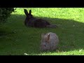 Videos for Cats to Watch 😺📺 Cute Birds, Squirrels, Bunnies on the Green Grass 🐰 8 Hours(4K HDR)