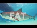 Noyade, Mekoua et Requin Tigre- C’est l’Heure de la Reprise ! - CSM - Spearfishing (ep 13)