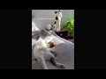 Funny Cats and Dogs Compilation 🐱🐶 - Funny Pets Videos 2024 🤣