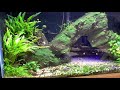 Easy Low Light Aquarium Plants - Crypts!