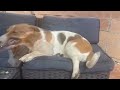 Basset Hound Sneezing Screenshots