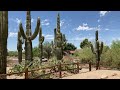 Standing next to a giant Saguaro cactus!