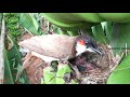 Unacceptable Nature | Mother Eats Babies POO! | Weird & Funny bird Fact | bulbul bird nest