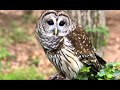 96 Owl, Barred   Ascending hoot, caterwaul, hoo aw