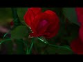 Red Rose Bloom Time Lapse Movie in 9 Seconds for 12 hours