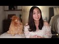 10 Things You Should Know Before Getting a Pomeranian | New Puppy Tips