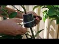 Air layering lime tree using mango peels Part1#plantpropagation #graftinglime #lemon #Marcottinglime