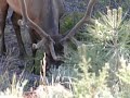 Wild Elk Grazing Near Grand Canyon