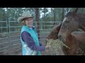 Winterizing Horses Tips 🐴Australian Horse Training