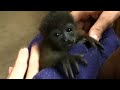 Costa Rica Baby Howler Monkeys