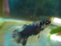 10 Steps of Betta Breeding Behavior in 10 minutes