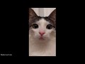 The GOODEST Pets and Animals FROM TIKTOK...
