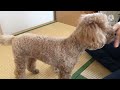 納豆のネバネバにやられる犬