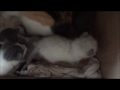 Momma Cat Carries Baby Kitten