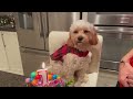 Puppy Growing from 8 Weeks to 1 Year | Cavapoo Puppy