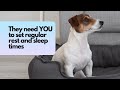 How to calm a dog. 3 ways to help hyper and over excited dogs relax.