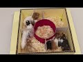 Hamster Babies playing in Maze [Cute hamster babies]