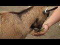 Zoo Keeper Talks: Pygmy Goats