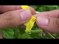 Grow bitter melon on the terrace in used recycling baskets | Growing bitter melon with banana