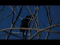 Common Grackle Perched in Tree Video