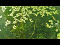 Pond weed photosynthesis in the sun