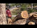 We think it was easy, but it's not... Cut down old tree near the wooden house.