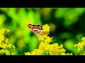 ULTRA RELAXING ZEN MUSIC ❈ Healing Relaxation of Stress and Anxiety, Music to Calm the Mind