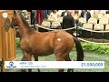 Most Expensive Yearlings At The Fasig-Tipton Saratoga Sale