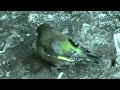 Green Finch full version sound partly off