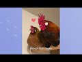 Rooster Jumps In Couple's Car And Never Leaves | Cuddle Buddies