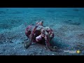 A Sneaky Coconut Octopus Uses Tools to Snatch a Crab 🦀