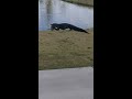Alligator Walks Across Golf Course With Fish
