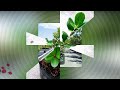 50 Ficus Rare / Rubber Plant