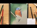 Eastern Bluebird - Colored Pencil Drawing