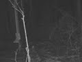 #3 Remmington Ghost Deer Camera filmed Doe 1 of 2 Swansea Massachusetts