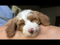 A Puppy From Our Mini Goldendoodle Litter Sends Me An Update! | MillieXDave- Orange Collar