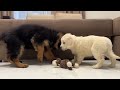 German Shepherd Puppy Meets Golden Retriever Puppy for the First Time!